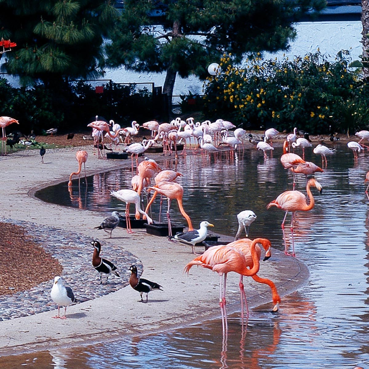 Florida Flamingos by Carol M. Highsmith