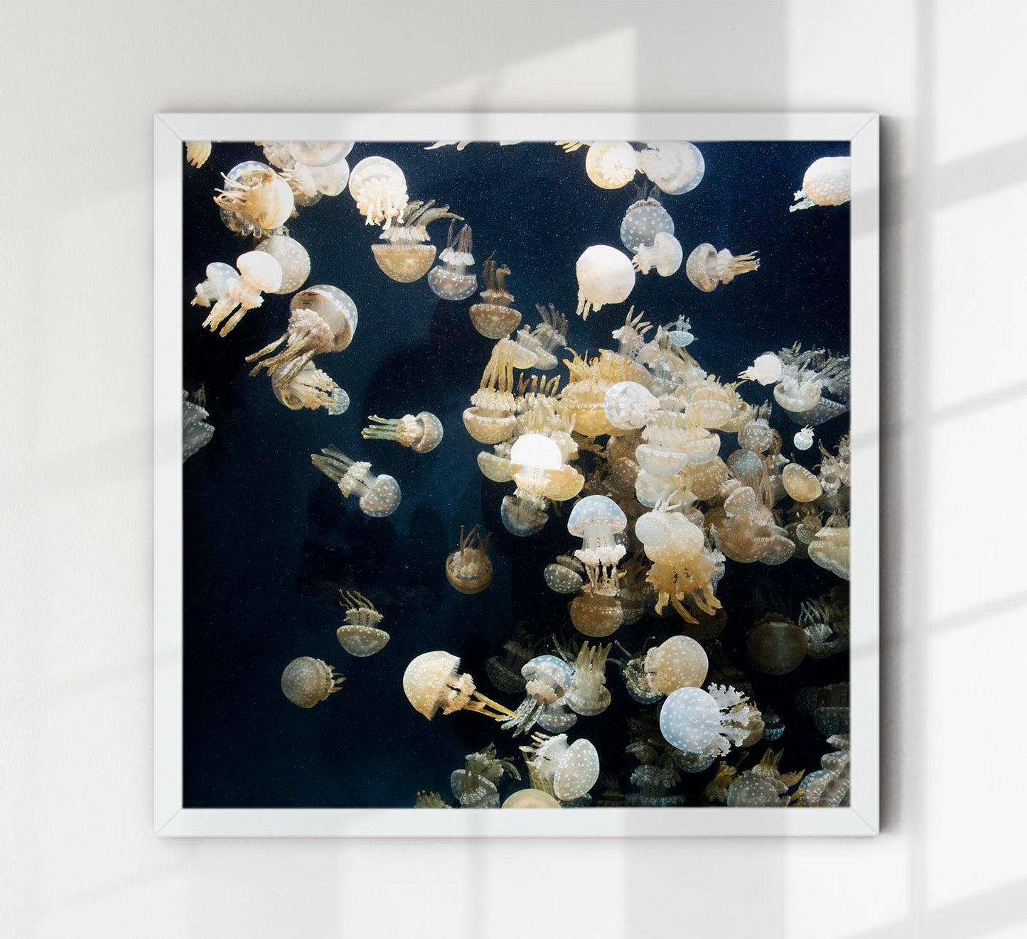 Jellyfishes, The Monterey Bay Aquarium by Carol M. Highsmith