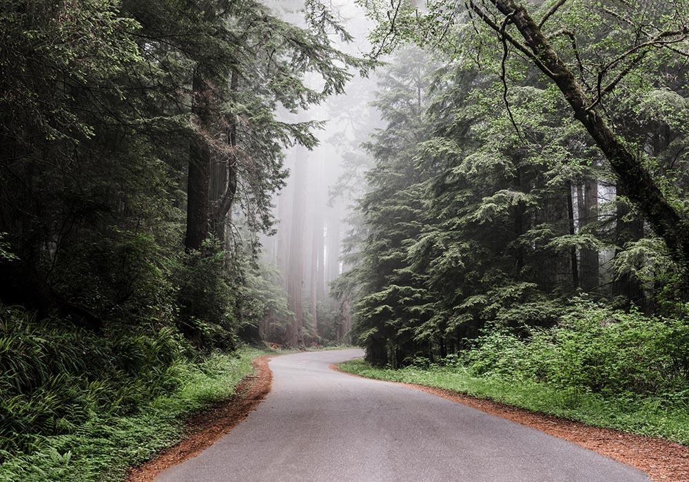 Redwood National & State Park by Carol M. Highsmith