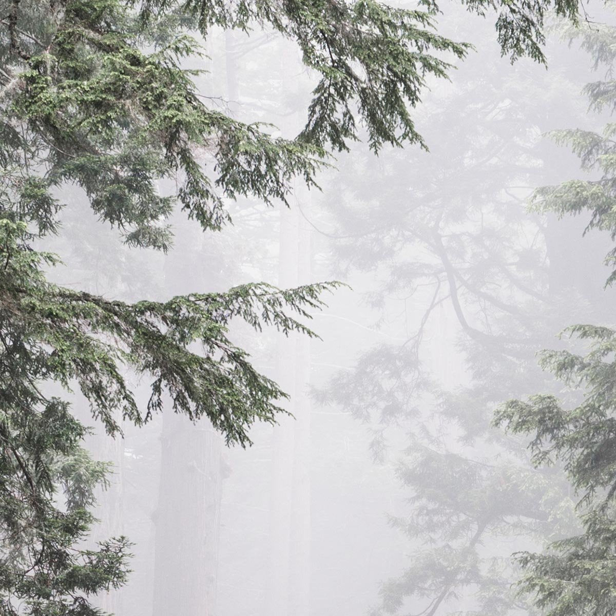 Redwood National & State Park by Carol M. Highsmith