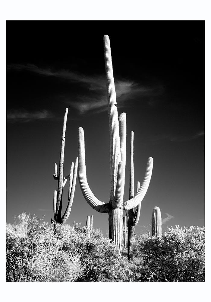 Saguaro Cactus near Tucson, Arizona by Carol M. Highsmith
