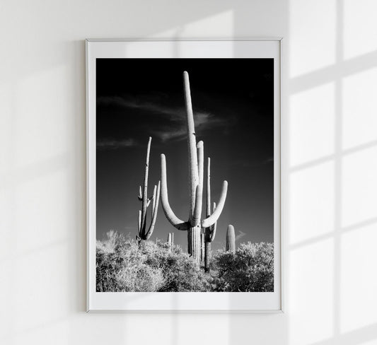 Saguaro Cactus near Tucson, Arizona by Carol M. Highsmith