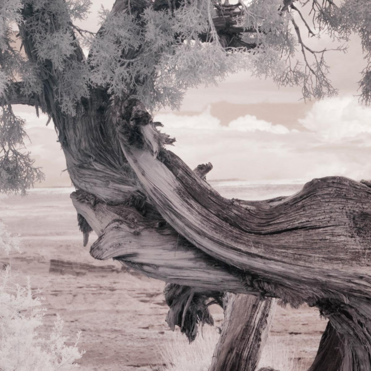 Infared View of a Twisted Tree near the Salton Sea by Carol M. Highsmith
