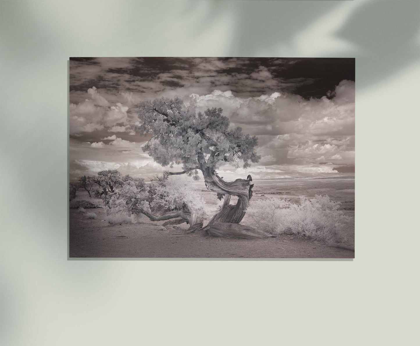 Infared View of a Twisted Tree near the Salton Sea by Carol M. Highsmith