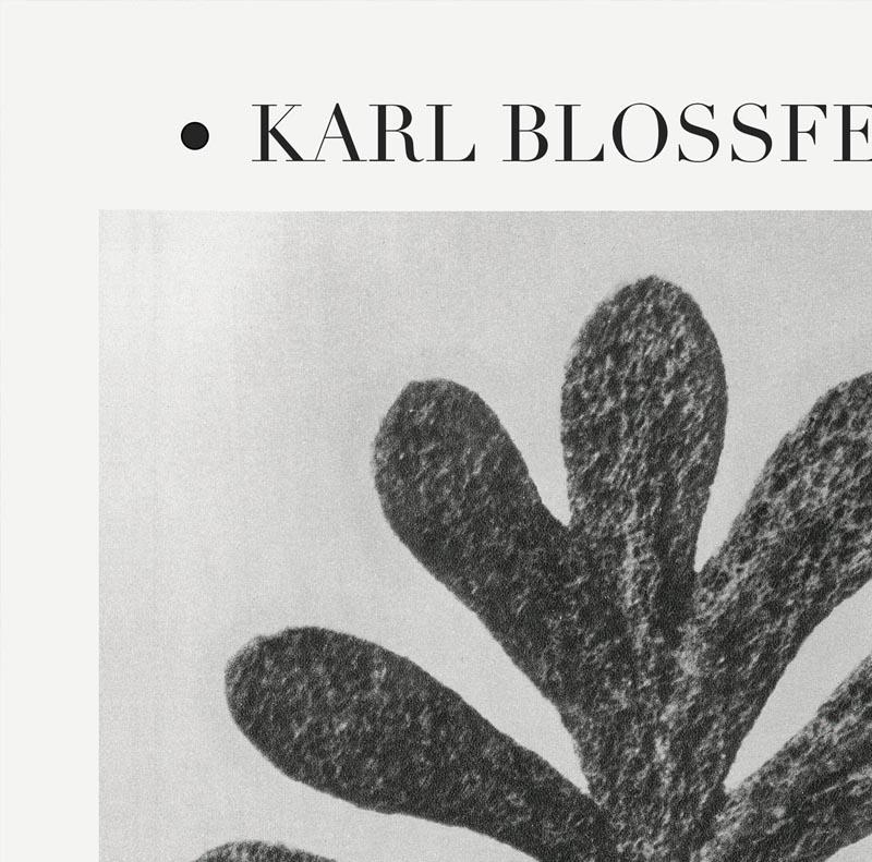 Karl Blossfeldt Plant Photogravure Nr 1