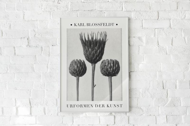 Karl Blossfeldt Plant Photogravure Nr 4
