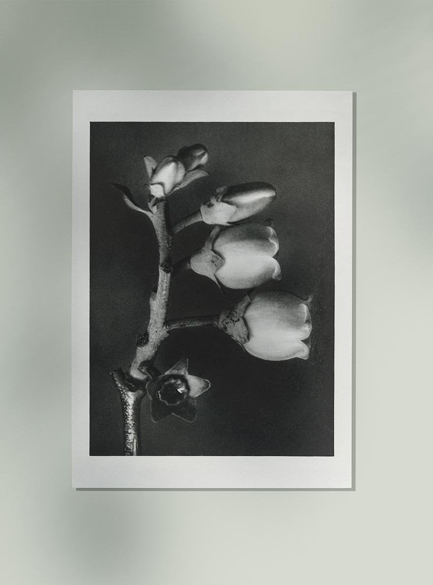 Karl Blossfeldt Plant Photogravure Nr 8