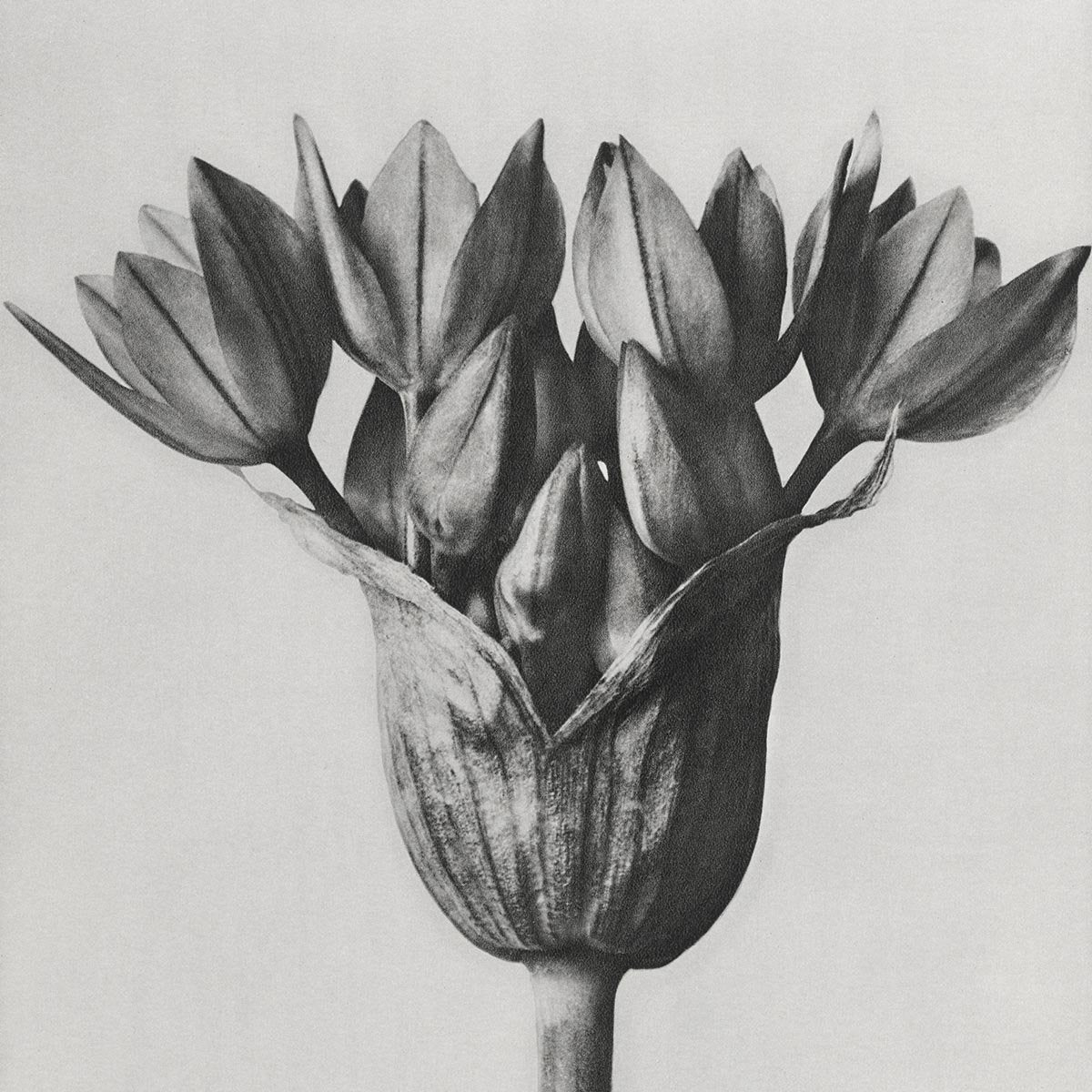 Karl Blossfeldt Plant Photogravure Nr 12