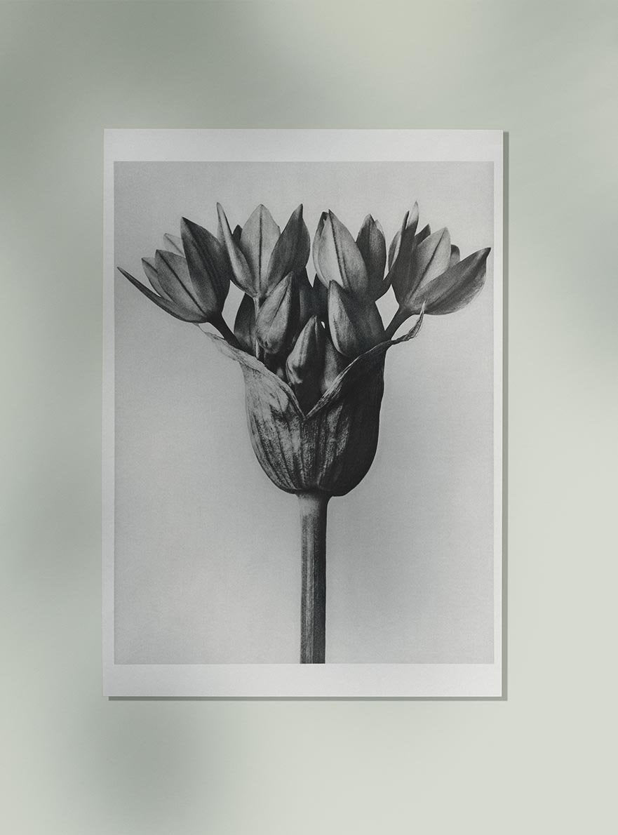 Karl Blossfeldt Plant Photogravure Nr 12