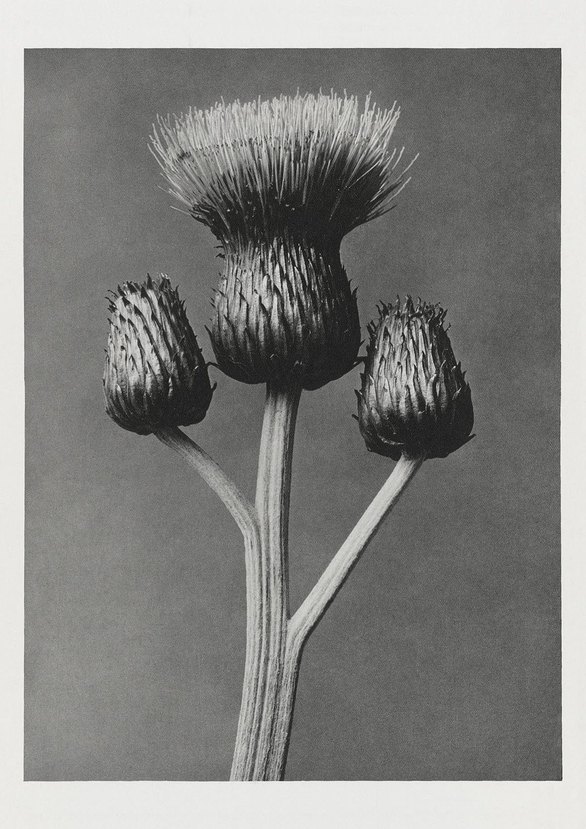 Karl Blossfeldt Plant Photogravure Nr 13