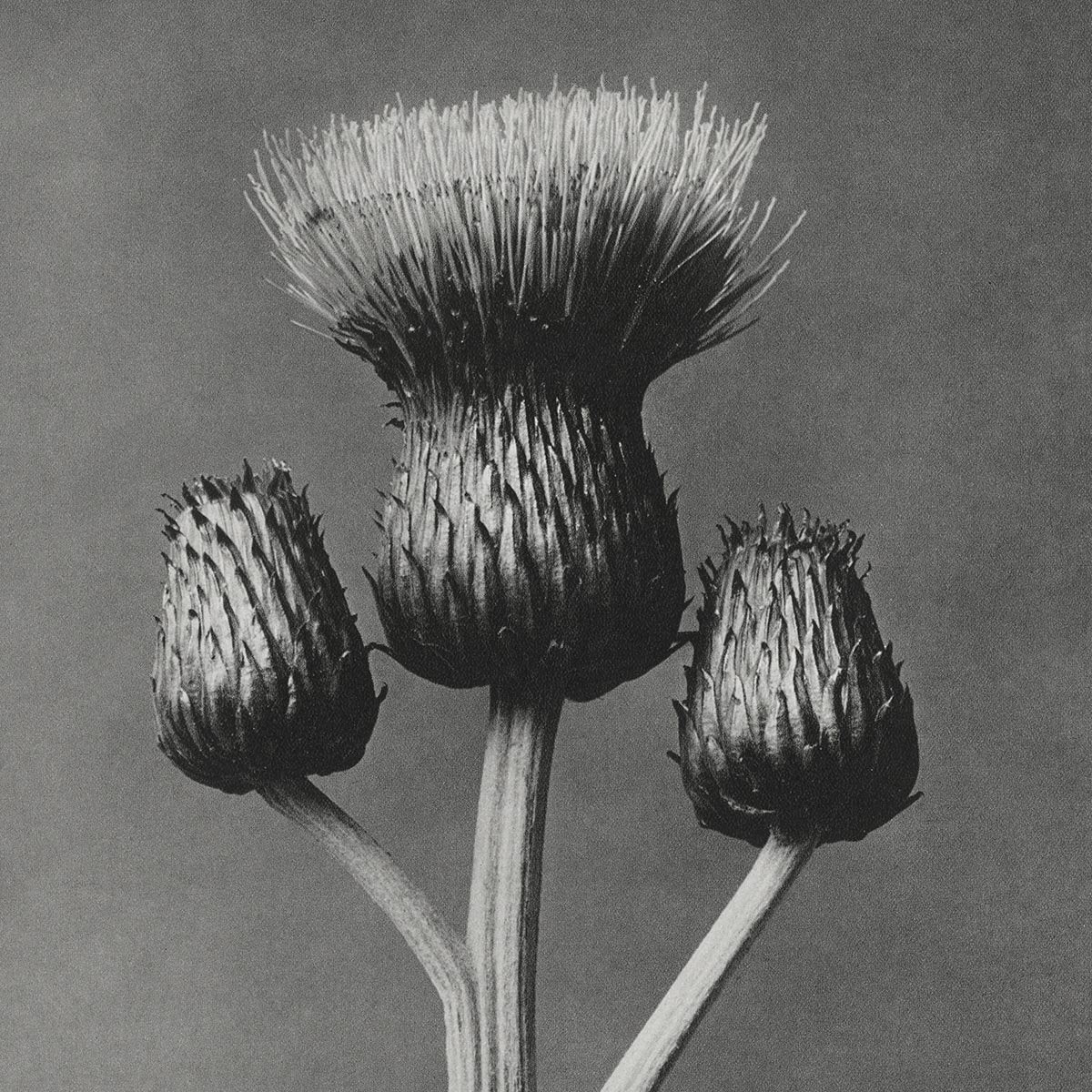 Karl Blossfeldt Plant Photogravure Nr 13