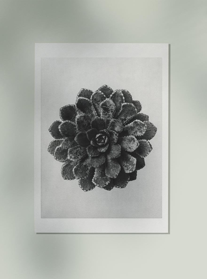 Karl Blossfeldt Plant Photogravure Nr 18