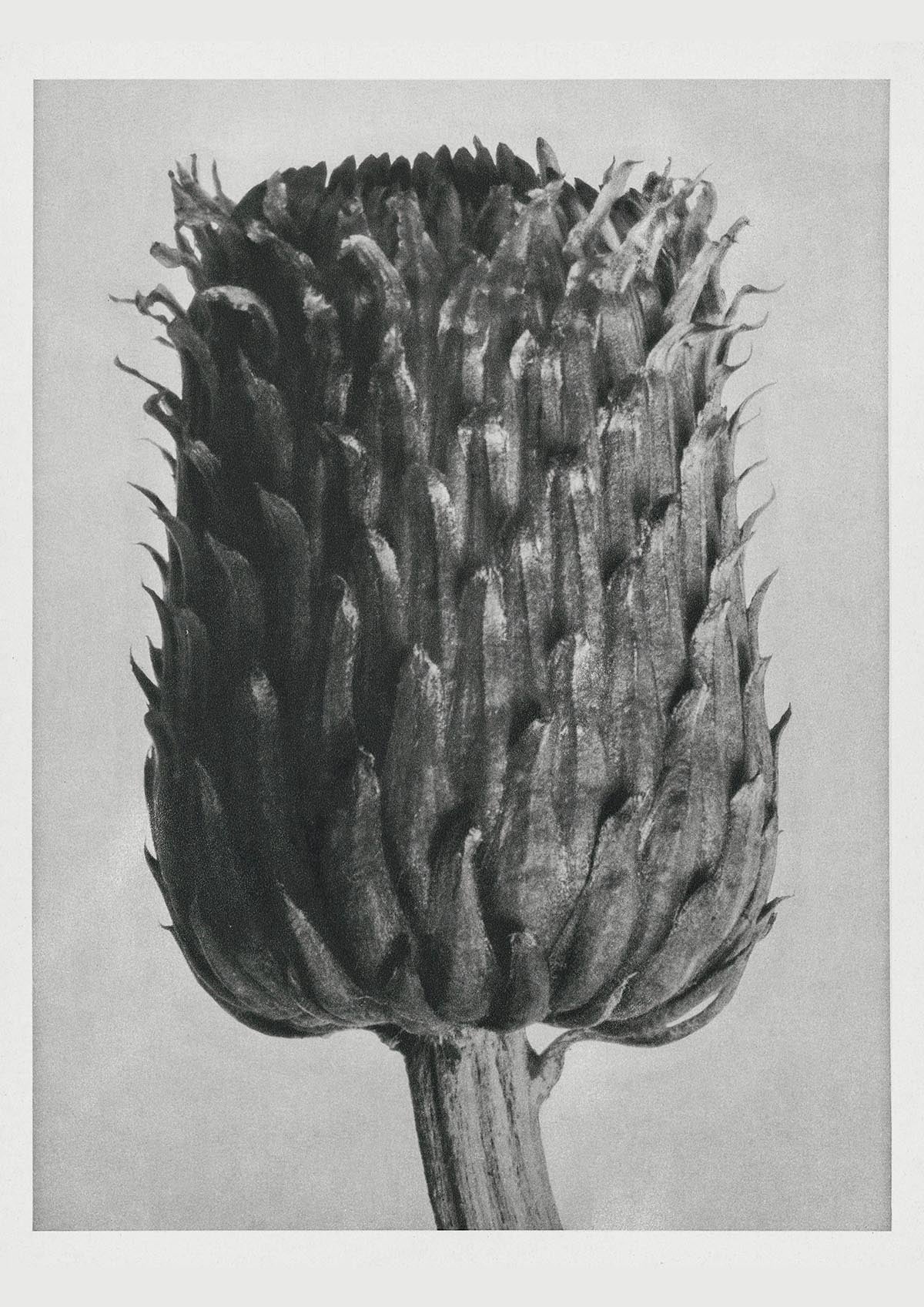 Karl Blossfeldt Plant Photogravure Nr 24