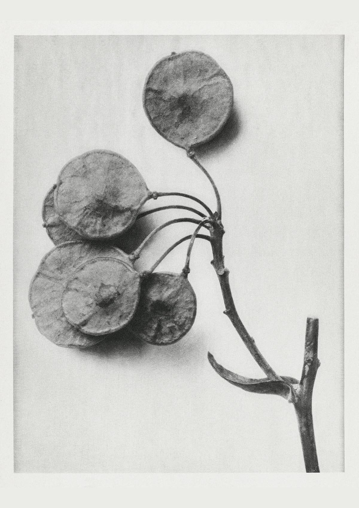 Karl Blossfeldt Plant Photogravure Nr 51