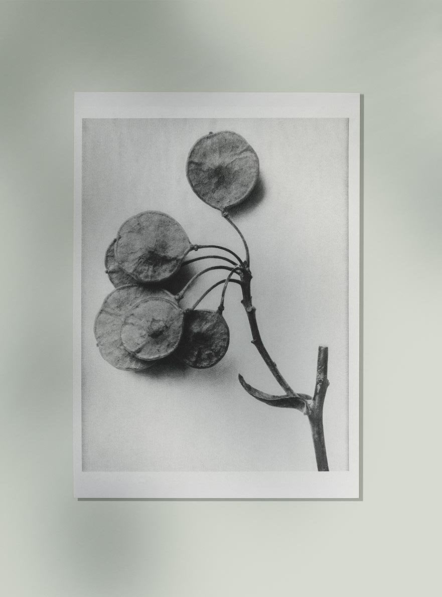 Karl Blossfeldt Plant Photogravure Nr 51