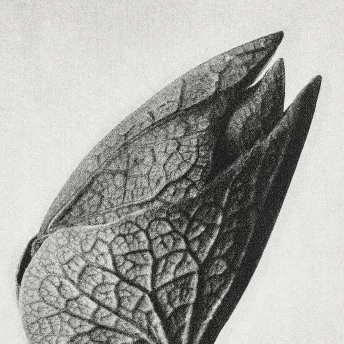 Karl Blossfeldt Plant Photogravure Nr 56