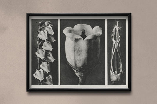 Karl Blossfeldt Plant Photogravure Nr 100