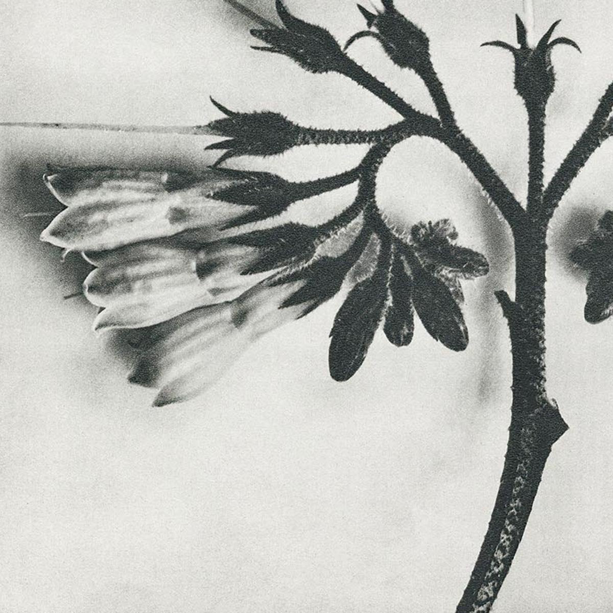Karl Blossfeldt Plant Photogravure Nr 106