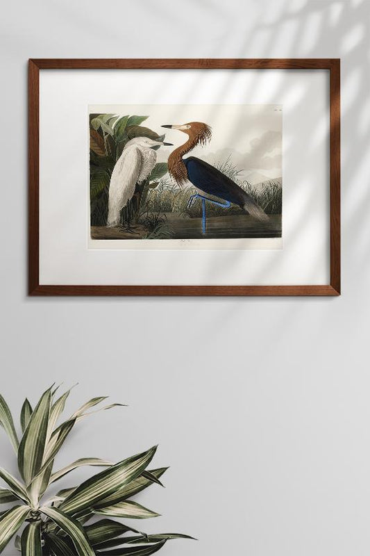 Purple Heron from Birds of America Poster