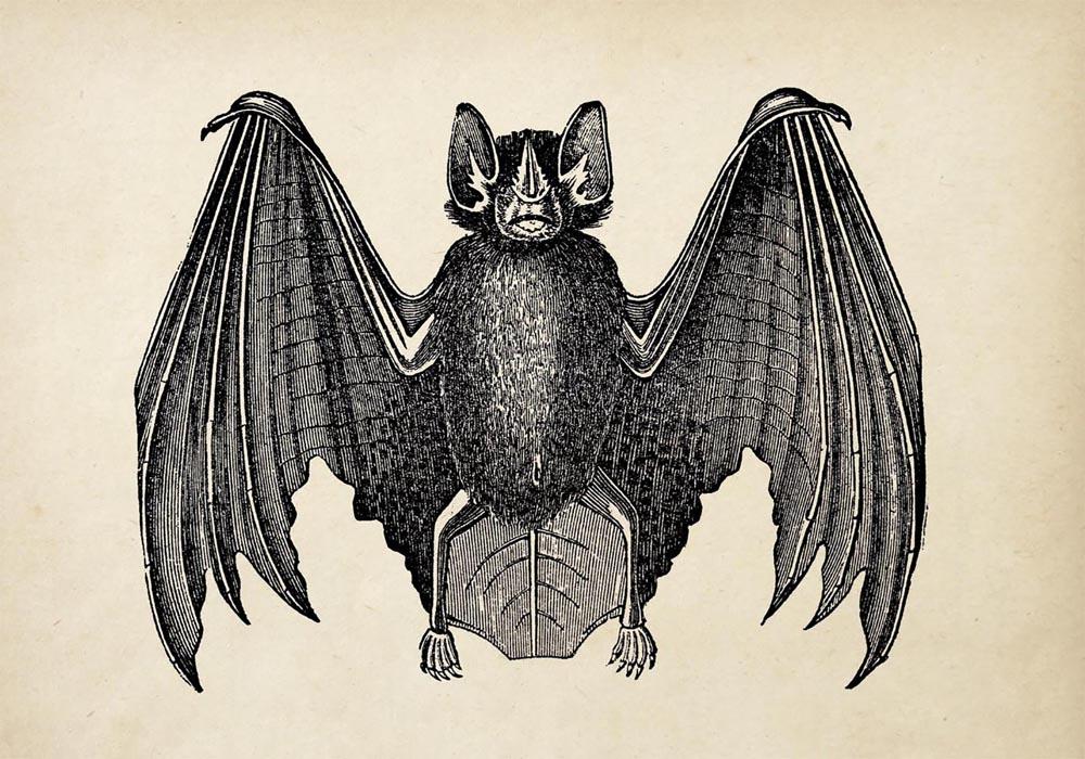Antique Bat Poster