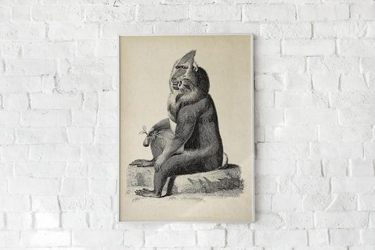 Antique Orangutan Poster