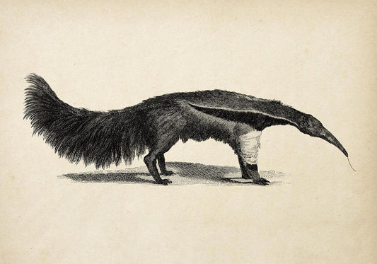 Antique Giant Anteater Poster