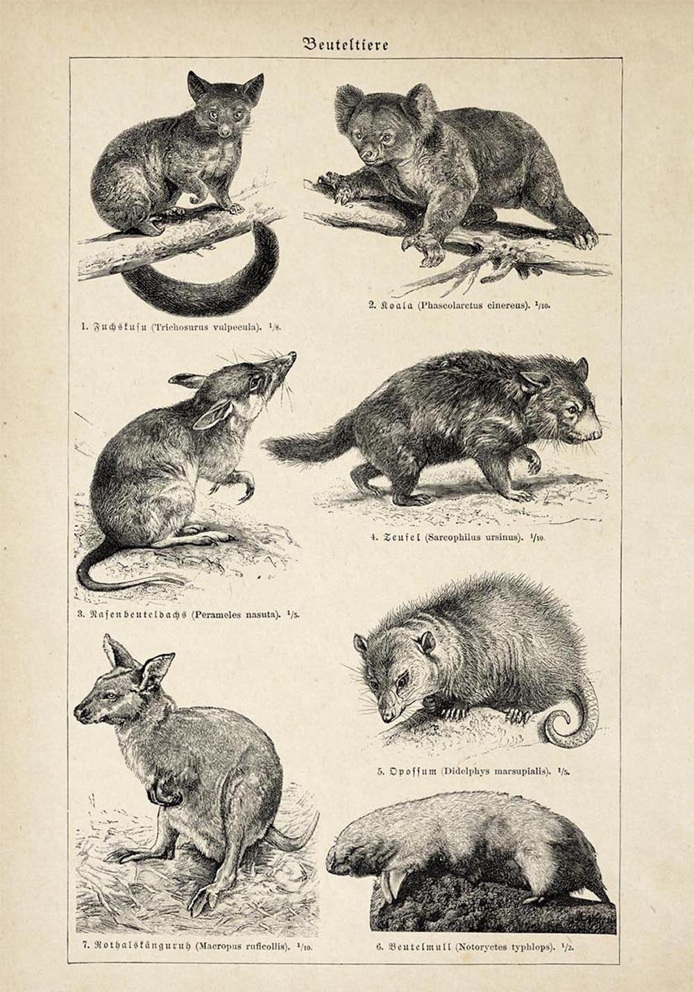 Antique Marsupial Collage Poster