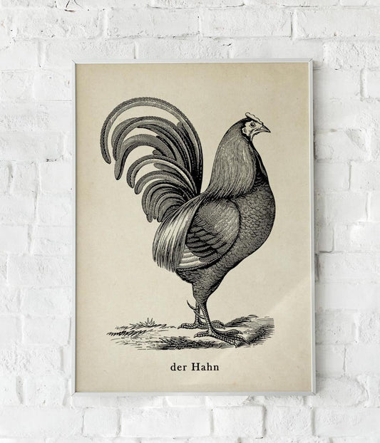 Antique Red Rooster Poster
