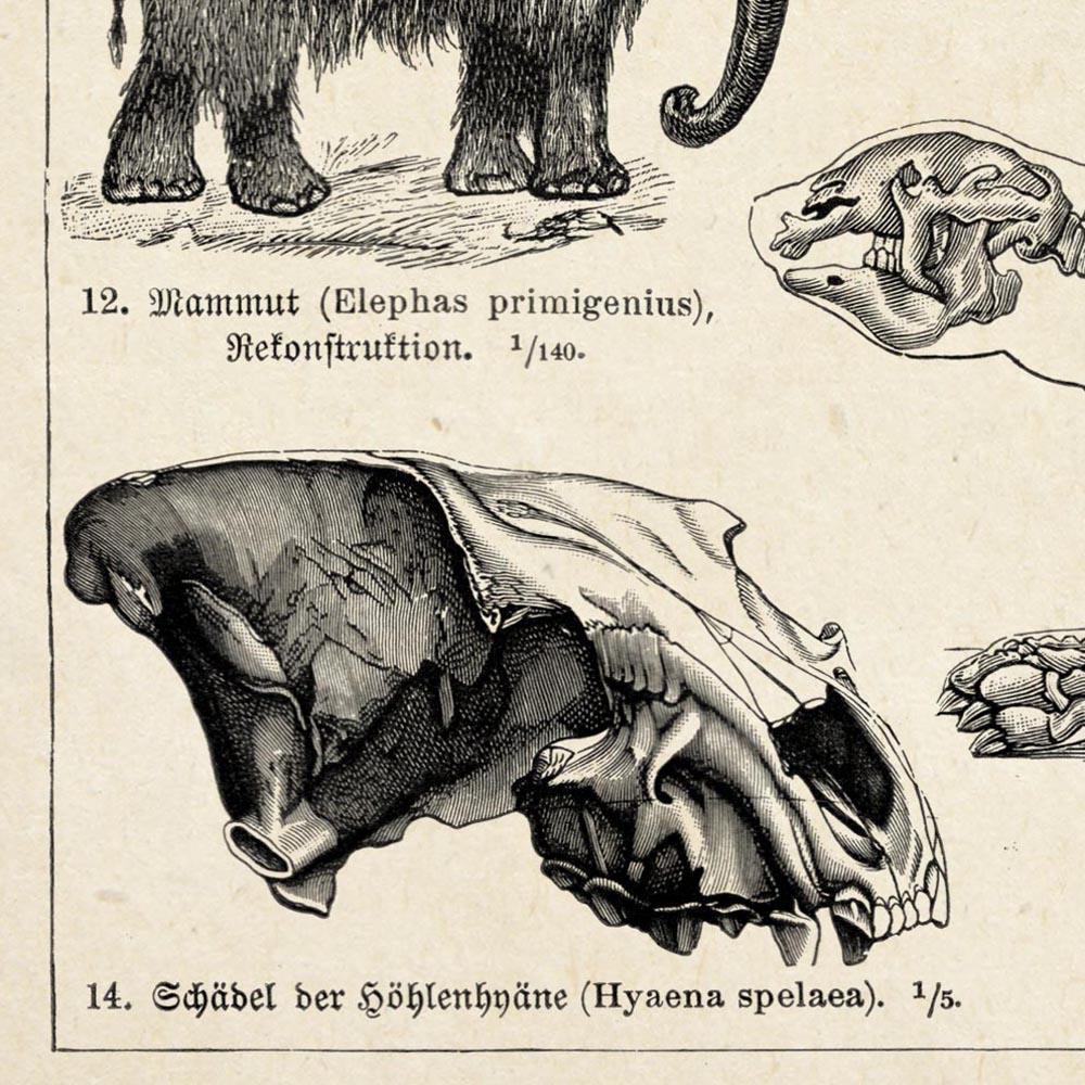 Antique Diluvium Animals Poster