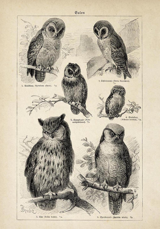 Antique Owl Chart Poster