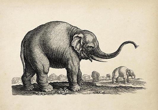 Antique Elephant Poster