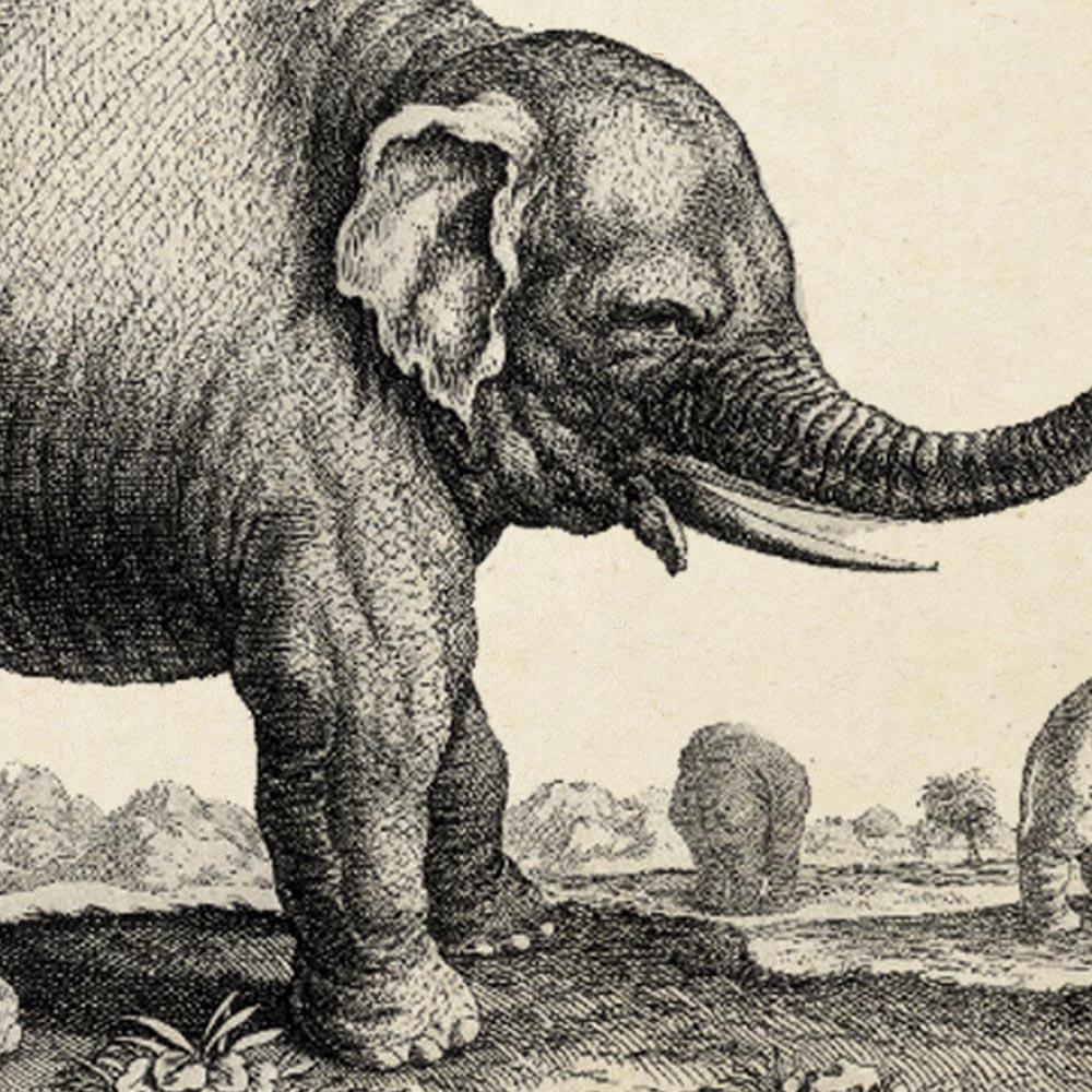 Antique Elephant Poster