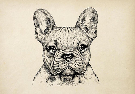 Antique French Bulldog Poster