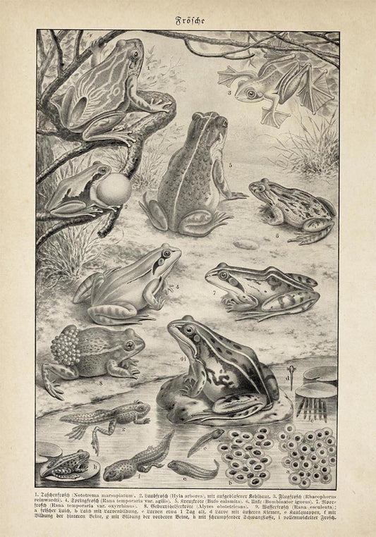 Antique Frogs Poster