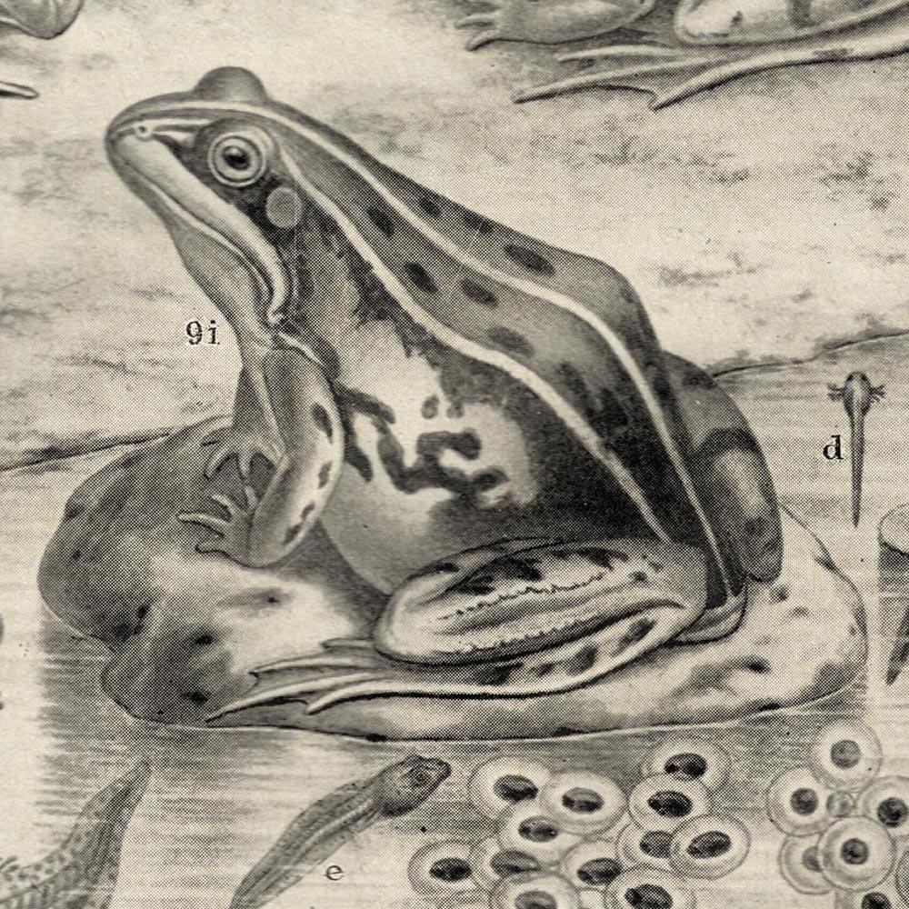 Antique Frogs Poster