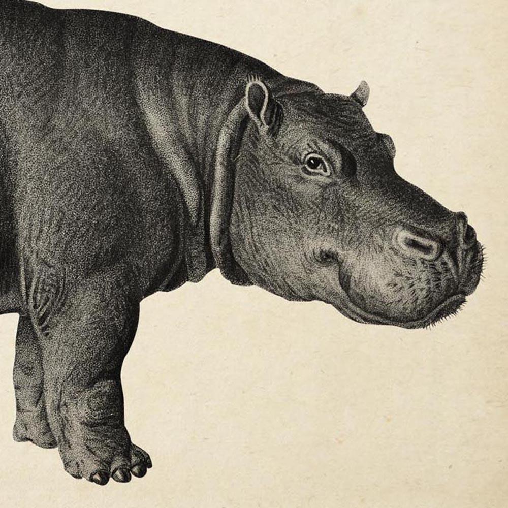 Antique Hippo Poster