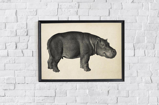 Antique Hippo Poster