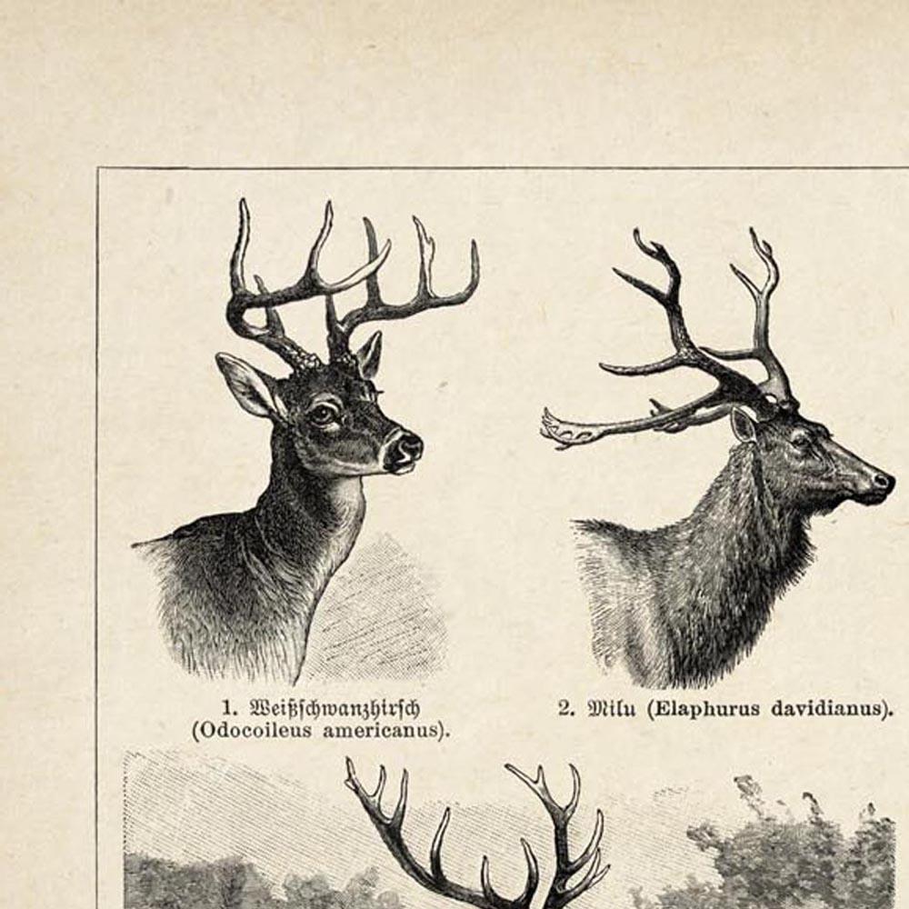 Antique Deer Poster