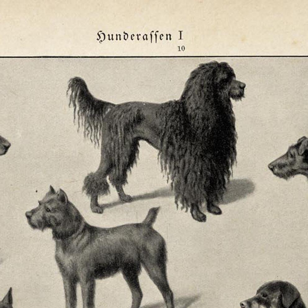 Antique Dog Breeds Poster