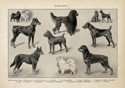 Antique Dog Breeds Poster