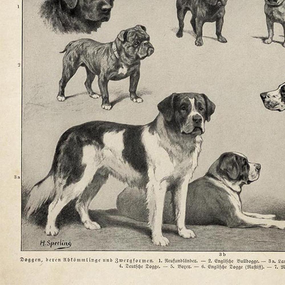 Antique Dog Breeds II Poster