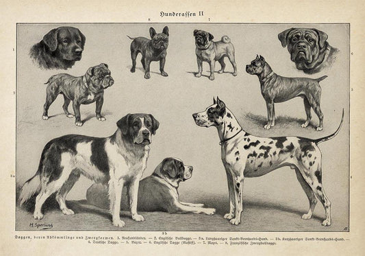 Antique Dog Breeds II Poster