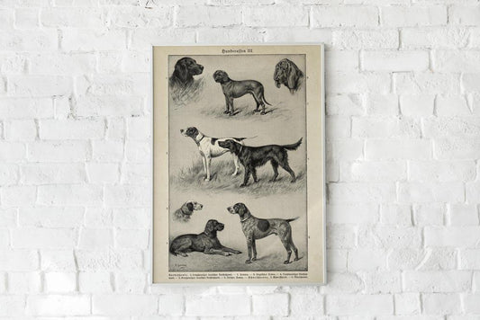 Antique Dog Breeds III Poster