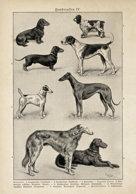 Antique Dog Breeds IV Poster