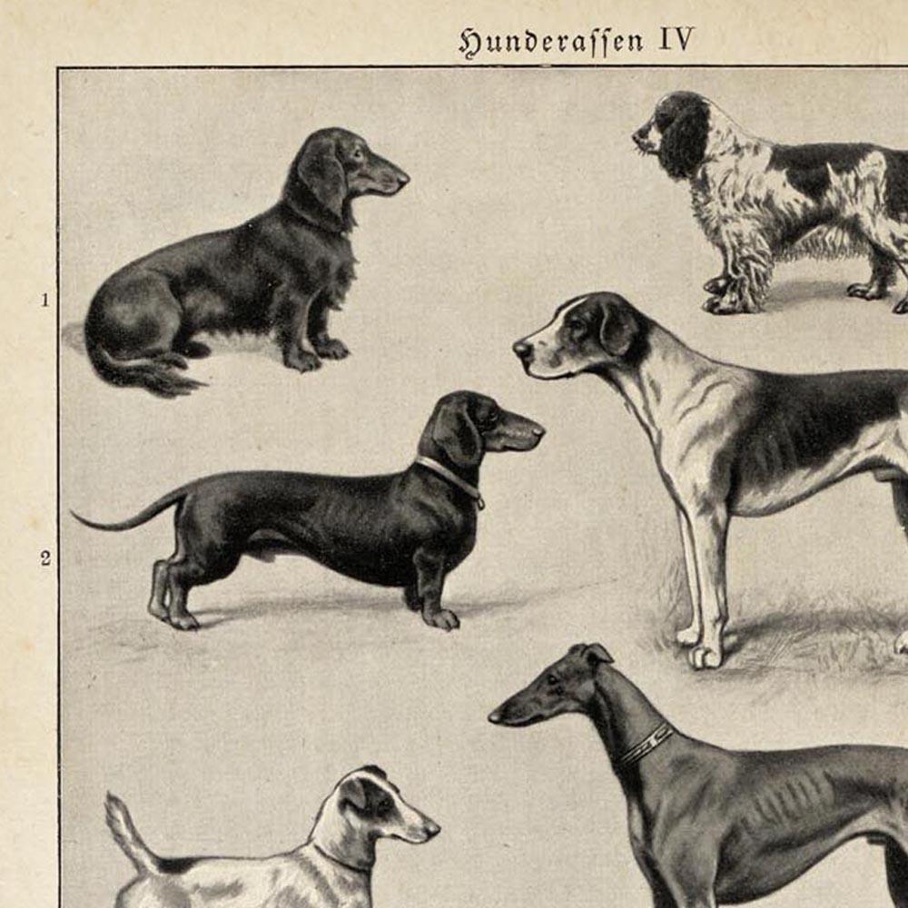 Antique Dog Breeds IV Poster