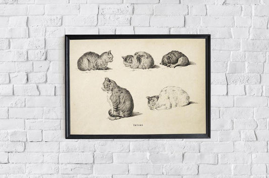 Antique Cats Poster