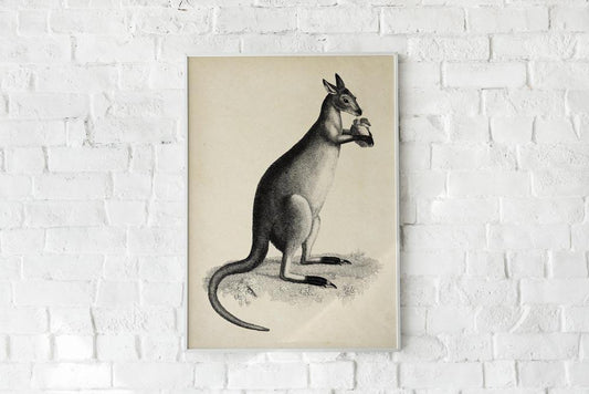 Antique Kangaroo Poster