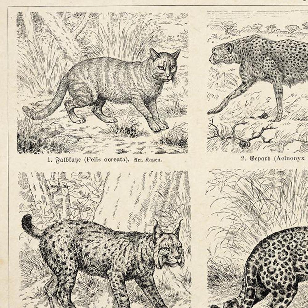 Antique Feline and Cats Poster