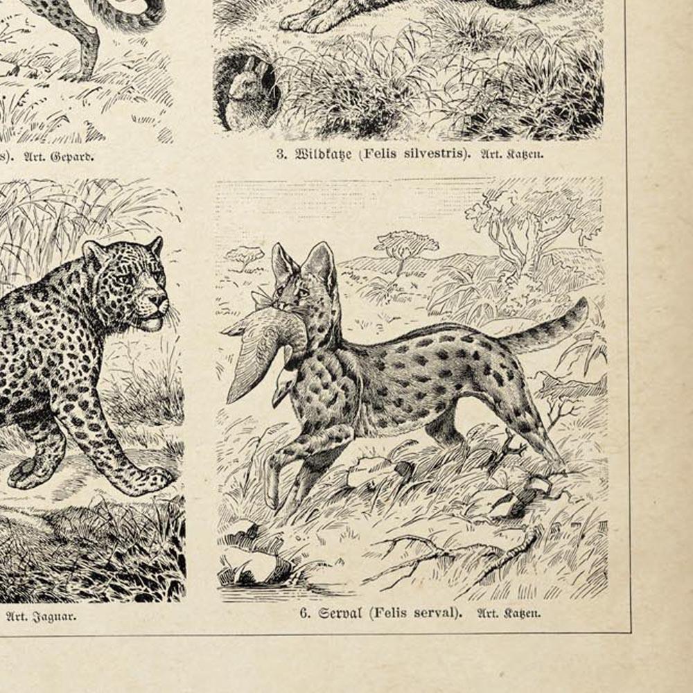 Antique Feline and Cats Poster