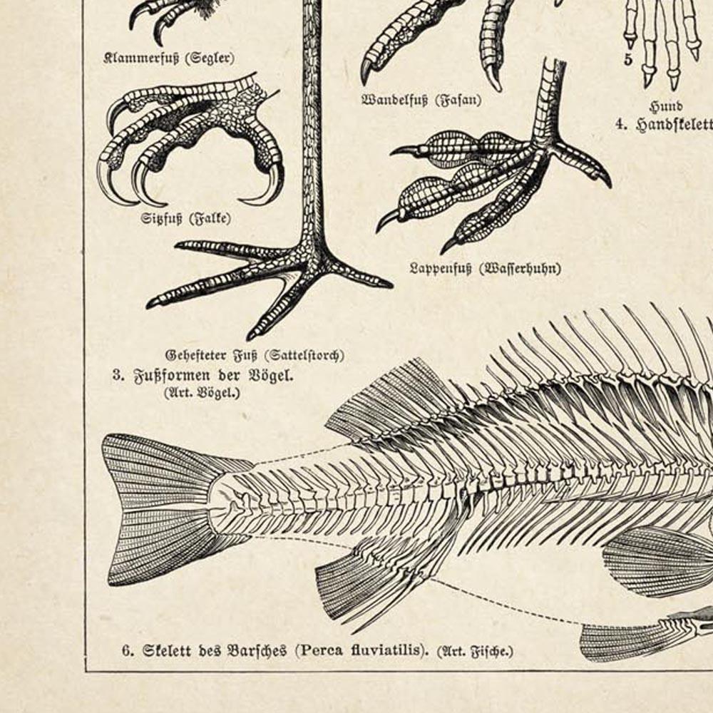 Antique Fish and Bird Body Parts Poster
